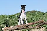 FOX TERRIER POIL LISSE 085